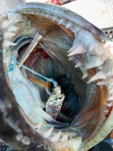 A Set Hook in a Fish's Mouth