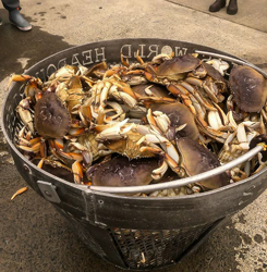 Dungeness Crab Ready for a Crab Boil