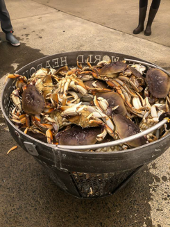Dungeness Crab Ready for a Crab Boil