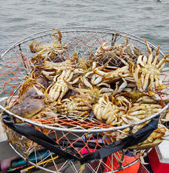 Crab Pot Pulled In after a Fishing Expidition