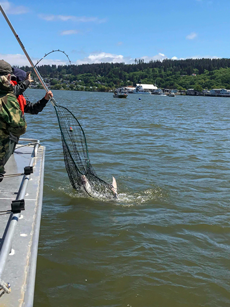 Sturgeon Netted on the Columbia River