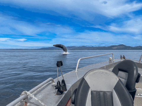 breechingwhale-lieberts-guide-service-astoria-oregon-fishing-guide